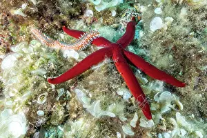 High Angle View Prints: Bearded fireworm (Hermodice carunculata) feeding on a Purple starfish (Ophidiaster ophidianus)