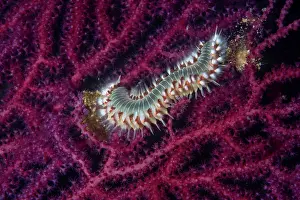 Croatia Prints: Bearded fireworm (Hermodice carunculata) feeding on a Red sea fan (Paramuricea clavata)