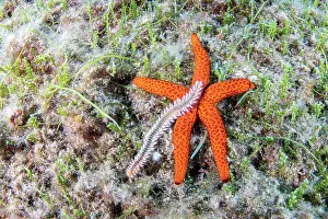 Croatia Prints: Bearded fireworm, (Hermodice carunculata) feeding on a Red seastar (Hacelia attenuata)