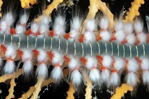 Croatia Prints: Bearded fireworm (Hermodice carunculata) feeding on a Yellow gorgonian (Eunicella cavolini)
