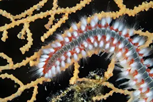 Croatia Prints: Bearded fireworm (Hermodice carunculata) feeding on a Yellow gorgonian (Eunicella cavolini)