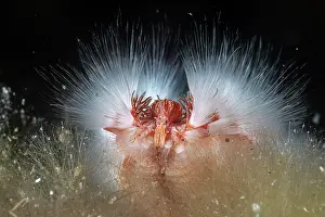 Croatia Prints: Bearded fireworm (Hermodice carunculata) head detail, Vis Island, Croatia, Adriatic Sea