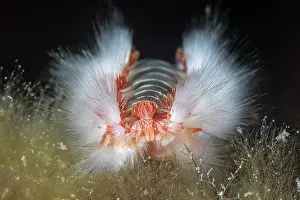 Croatia Prints: Bearded fireworm (Hermodice carunculata) head detail, Vis Island, Croatia, Adriatic Sea