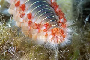 Croatia Prints: Bearded fireworm (Hermodice carunculata) head detail, Vis Island, Croatia, Adriatic Sea