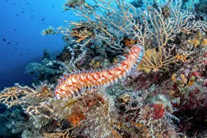 Croatia Prints: Bearded fireworm (Hermodice carunculata) on the reef, Vis Island, Croatia, Adriatic Sea