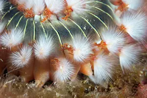 Croatia Prints: Bearded fireworm (Hermodice carunculata) spines detail, Vis Island, Croatia, Adriatic Sea