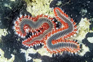 Croatia Prints: Two Bearded fireworms (Hermodice carunculata) portrait, Vis Island, Croatia, Adriatic Sea