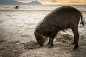 Bearded pig (Sus barbatus) digging in sand, foraging for crabs on beach, Bako National Park
