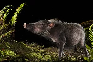 Bearded pig (Sus barbatus) foraging for food at night, Maliau Basin, Sabah, Borneo