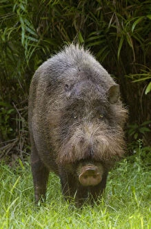 Images Dated 13th June 2010: Bearded pig (Sus barbatus) standing in grass, Bako National Park, Sarawak, Borneo