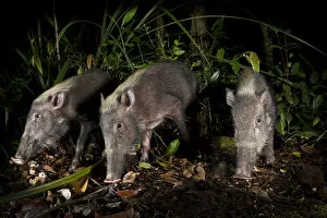 Images Dated 2nd October 2011: Bearded Pigs (Sus barbatus) foraging on forest floor. Near Nepenthes Field Camp, mid-altitude
