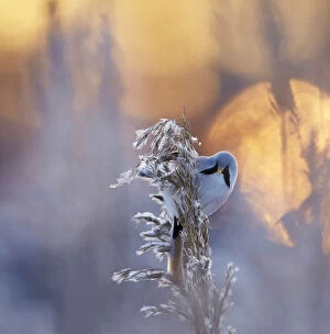 Bearded reedling (Panurus biarmicus) on frosty reed seed head, Helsinki, Finland, January