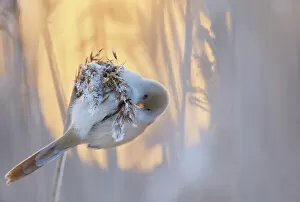 Female Animal Gallery: Bearded reedling (Panurus biarmicus) female feeding on reed seeds covered in frost, Espoo