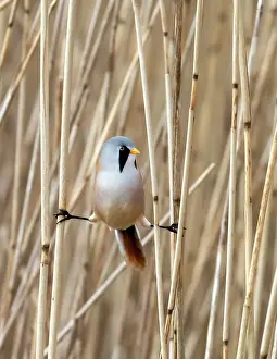 Reedbed Prints: Bearded reedling (Panurus biarmicus) male