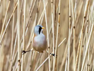Reedbed Prints: Bearded reedling (Panurus biarmicus) male