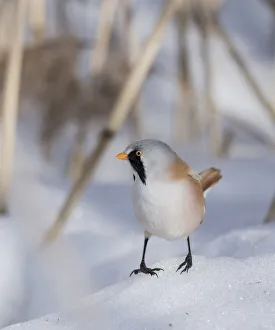 Bearded reedling / tit (Panurus biarmicus), male, Finland, March