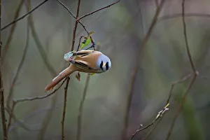 Songbirds Prints: Bearded reedling / tit (Panurus biarmicus) male perched on twig, Titchwell, Norfolk