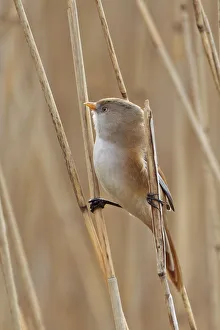 Bearded reedling / tit (Panurus biarmicus) Minsmere RSPB, Suffolk, UK, March