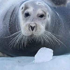 Staffan Widstrand Gallery: Bearded seal (Erignathus barbatus) hauled out on ice, Spitsbergen, Svalbard, Norway, September
