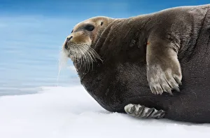 Images Dated 23rd June 2009: Bearded seal (Erignathus barbatus) lying on ice, Raudfjorden, Spitsbergen, Svalbard