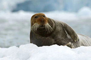 Bearded seal (Erignathus barbatus) portrait, Svalbard, Norway, June 2008