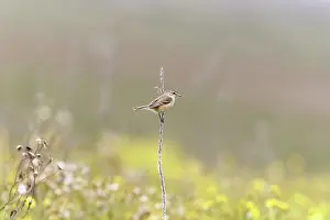 Tyrannidae Prints: Bearded tachuri (Polystictus pectoralis) perched on plant stem