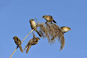 Bearded tit (Panurus biarmicus), five perched on Reed (Phragmites australis). Danube Delta, Romania
