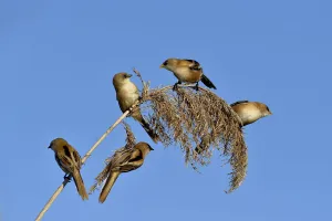 2019 January Highlights Gallery: Bearded tit (Panurus biarmicus), five perched on Reed (Phragmites australis). Danube Delta, Romania
