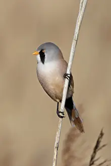 Panuridae Prints: Bearded tit (Panurus biarmicus) male, perched on reed, Minsmere, Suffolk, UK. March