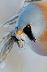 Nordic Countries Prints: Bearded tit (Panurus biarmicus) male portrait feeding, Helsinki, Finland, January