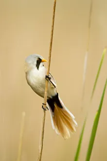 Panuridae Prints: Bearded tit (Panurus biarmicus) male in summer plumage. Hungary, May