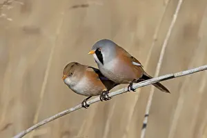 Panuridae Prints: Bearded tit (Panurus biarmicus) pair