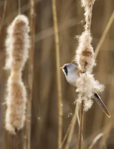 Bearded tit / reedling / parrotbill (Panurus biarmicus) adult male perched on Bullrush