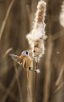 Seeds Gallery: Bearded tit / reedling / parrotbill (Panurus biarmicus) adult male landing on Bullrush
