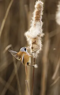Rspb Prints: Bearded tit / reedling / parrotbill (Panurus biarmicus) adult male landing on Bullrush