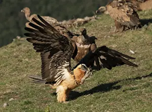 Bearded vulture (Gypaetus barbatus) carrying a Sheep's leg in beak being pursued by a Griffon vulture (Gyps fulvus) on hillside, Lamiana, Aragon, Spanish Pyrenees, Spain. April