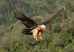 Wingspan Prints: Bearded vulture (Gypaetus barbatus) in flight
