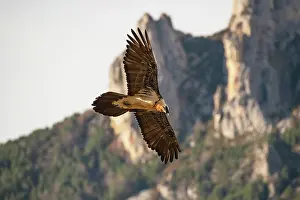 Wingspan Prints: Bearded vulture (Gypaetus barbatus) in flight