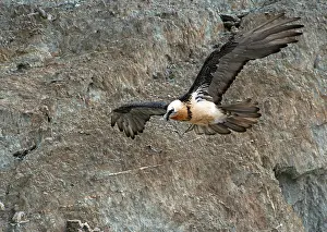 Ladakh Prints: Bearded vulture (Gypaetus barbatus) in flight, Hanle, Ladakh, India