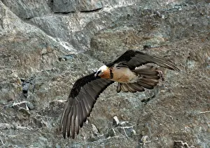 Ladakh Prints: Bearded vulture (Gypaetus barbatus) in flight, Hanle, Ladakh, India
