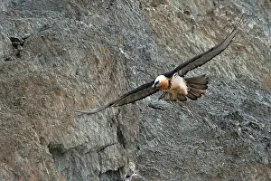 Ladakh Prints: Bearded vulture (Gypaetus barbatus) in flight, Hanle, Ladakh, India