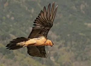Bearded vulture (Gypaetus barbatus) in flight with beak open, Lamiana, Aragon, Spanish Pyrenees, Spain. April