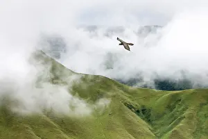 Vulture Prints: Bearded vulture (Gypaetus barbatus) in flight over misty Drakensberg escarpment