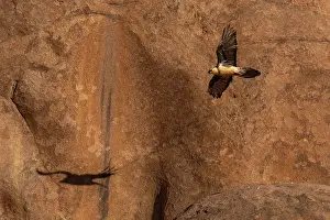 Rock Prints: Bearded vulture (Gypaetus barbatus) in flight among the red granite hills of the Margaz Mountains