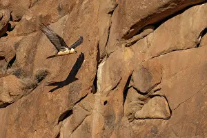 Rock Prints: Bearded vulture (Gypaetus barbatus) in flight among the red granite hills of the Margaz Mountains