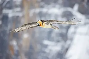 Vulture Prints: Bearded vulture (Gypaetus barbatus) in flight in winter, Alps, Switzerland. January