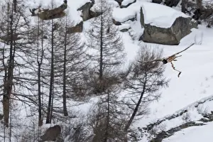 Italy Prints: Bearded vulture (Gypaetus barbatus) in flight over winter landscape with the remains of Chamois (Rupicapra rupicapra)
