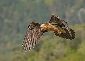 Vulture Prints: Bearded vulture (Gypaetus barbatus) in flight against a wooded hillside