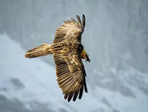 Images Dated 30th April 2021: Bearded vulture (Gypaetus barbatus) flying, Ordesa National Park, Pyrenees, Spain