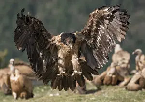 Gyps Prints: Bearded vulture (Gypaetus barbatus) juvenile